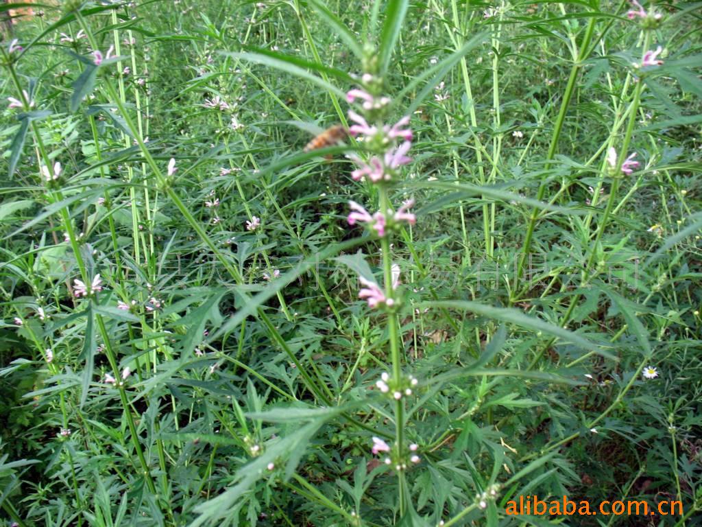 九游在线入口 -拨接是什么意思